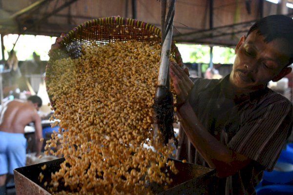 Ini 16 Daerah yang Akan Penuhi Kebutuhan Kedelai Nasional