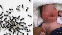 Dikira Boneka, Bayi Hidup Dikerumuni Semut Ditemukan di Bak Sampah, Dibuang Ibu Kandung Gegara Malu