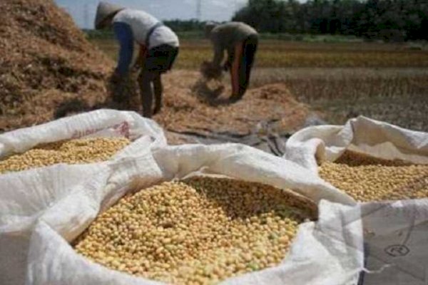 Upaya Kementan Dorong Petani Tanam Kedelai