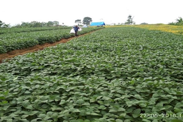 KTNA: Petani Kedelai Minta Pengendalian Impor dan Jaminan Harga Kedelai Lokal