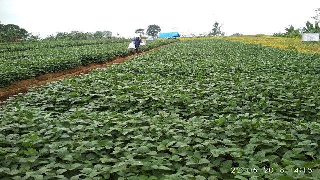 Petani Kedelai Minta Pengendalian Impor dan Jaminan Harga Kedelai Lokal.