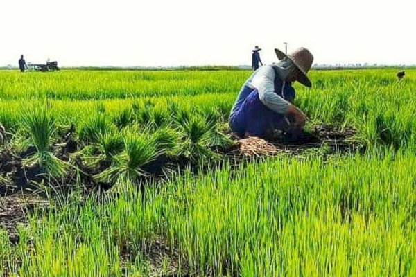 Kementan Maksimalkan Peran UPT Dukung Kinerja Food Estate Kalteng Sudarsono 