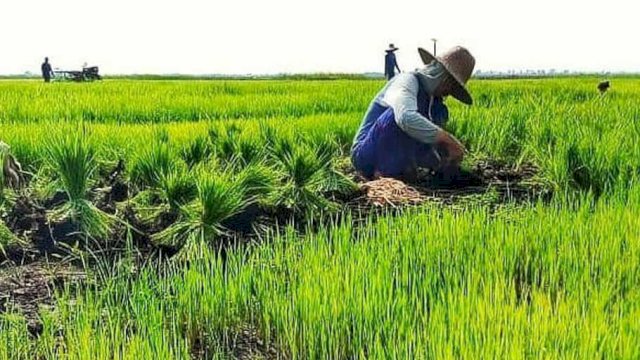 Kementan Maksimalkan Peran UPT Dukung Kinerja Food Estate Kalteng Sudarsono.