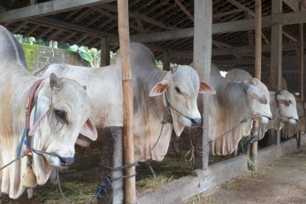 Peternak Boyolali Siap Suplai Kebutuhan Sapi ke Jabodetabek