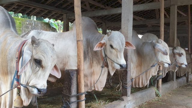 Peternak Boyolali Siap Suplai Kebutuhan Sapi ke Jabodetabek.