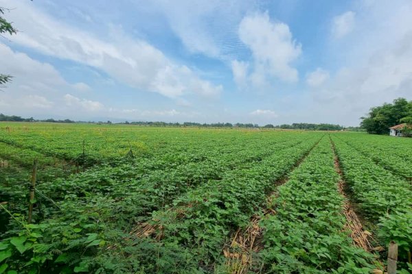 Petani Gaspol Tanam Kedelai Lokal Asal Ada Jaminan Harga dan Pasar 