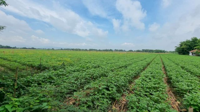 Petani Gaspol Tanam Kedelai Lokal Asal Ada Jaminan Harga dan Pasar.