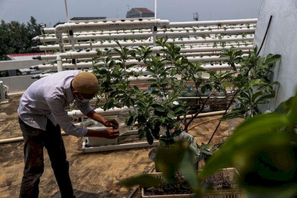 Pemkot Jaktim Sebut Langkah Kementan Bangun Urban Farming Dianggap Tepat