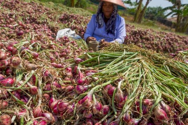 Petani Brebes Optimis Cukupi Suplai Bawang Merah Jabodetabek