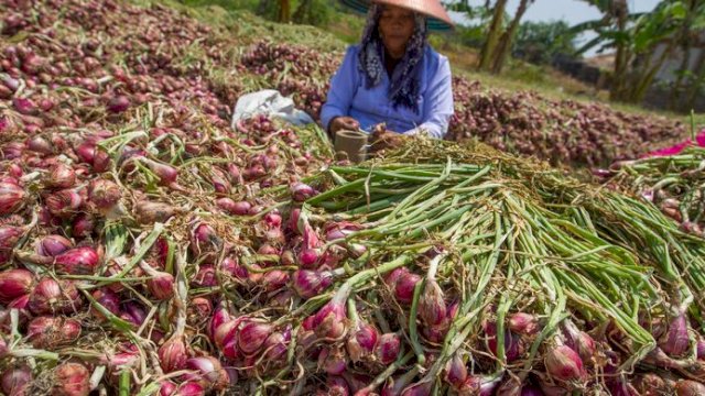 Petani Brebes Optimis Cukupi Suplai Bawang Merah Jabodetabek.(F-INT)