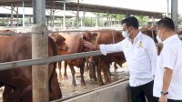 Kunjungi Peternakan Sapi di Tangerang, Mentan SYL Pastikan Stock Sapi Siap Potong Aman Hingga Lebaran