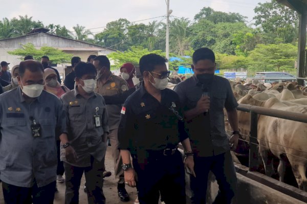 Kunjungi Peternakan Sapi di Deli Serdang, Mentan SYL Pastikan Stock Sapi Siap Potong di Sumut dan Aceh Aman