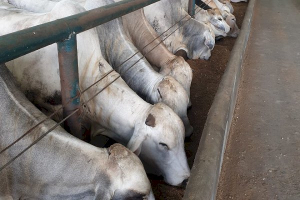 Pastikan Stok Sapi Siap Potong Cukup, Mentan SYL Minta Masyarakat Tidak Khawatir