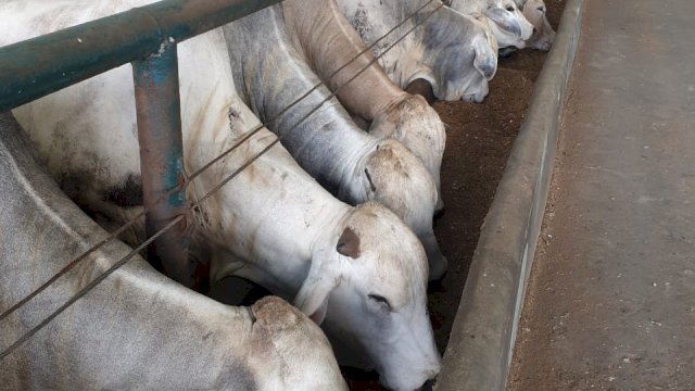 Pastikan Stok Sapi Siap Potong Cukup, Mentan SYL Minta Masyarakat Tidak Khawatir.