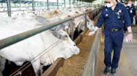 Stock Daging Sapi Cukup dan Pedagang Daging Berjualan Seperti Biasa