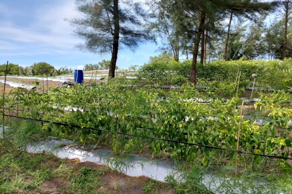 Stok Cabai di Kebumen dan Banjarnegara Jelang HBKN Aman