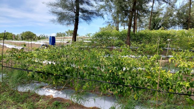 Stok Cabai di Kebumen dan Banjarnegara Jelang HBKN Aman.