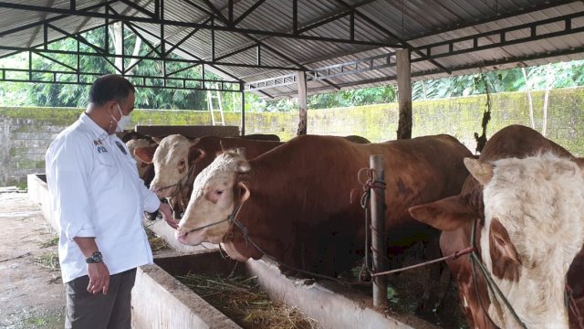 Kementan Pastikan Penyakit LSD pada Sapi Tidak Berbahaya Bagi Kesehatan Masyarakat.