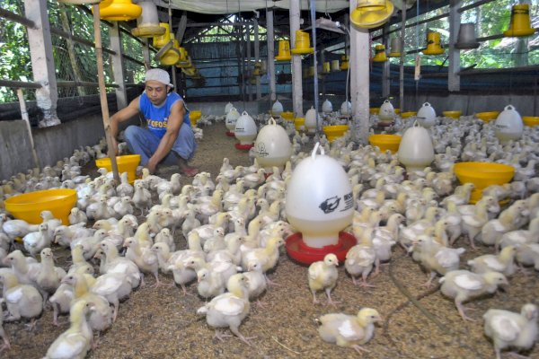 Begini Cara Kementan Jaga Stabilisasi Perunggasan  