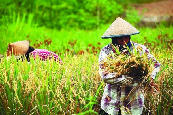 Ajak Petani Tingkatkan Hasil Pertanian melalui Benih Berkualitas