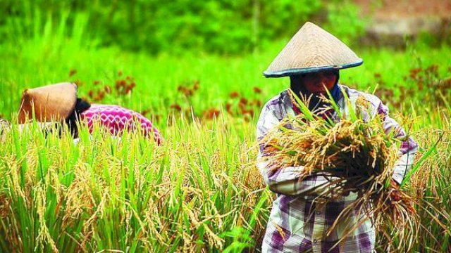 Ilustrasi petani. (F-INT)