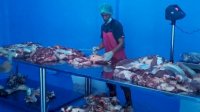 Jelang Bulan Ramadan, Daging Sapi Berdikari Diminati RPH dan Masyarakat