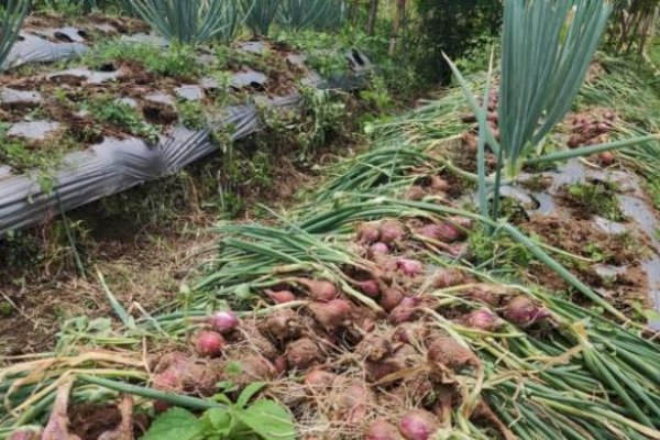 Panen Perdana Bawang Merah Food Estate Wonosobo Capai 12,3 ton per Hektare