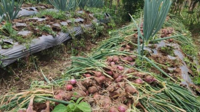 Panen Perdana Bawang Merah Food Estate Wonosobo Capai 12,3 ton per Hektare.