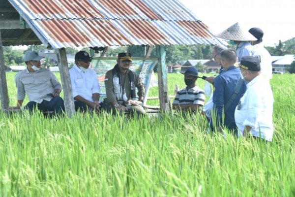 Kunjungi Bulukumba, Mentan SYL Dorong Budidaya Padi IP400