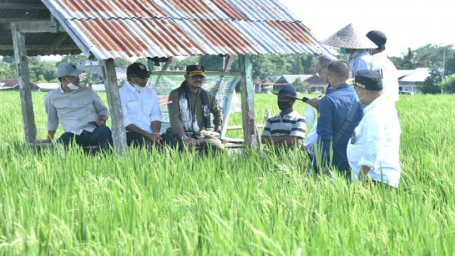 Kunjungi Bulukumba, Mentan SYL Dorong Budidaya Padi IP400.