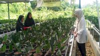 Petani Milenial Bogor Kembangkan Tanaman Hias Berdaun Indah, Diminati Hingga Mancanegara&nbsp;