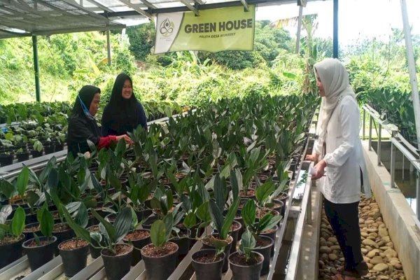 Petani Milenial Bogor Kembangkan Tanaman Hias Berdaun Indah, Diminati Hingga Mancanegara 