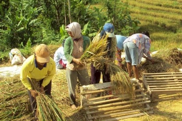 KTNA Apresiasi Keberhasilan Petani Indonesia Tingkatkan Produktivitas Padi