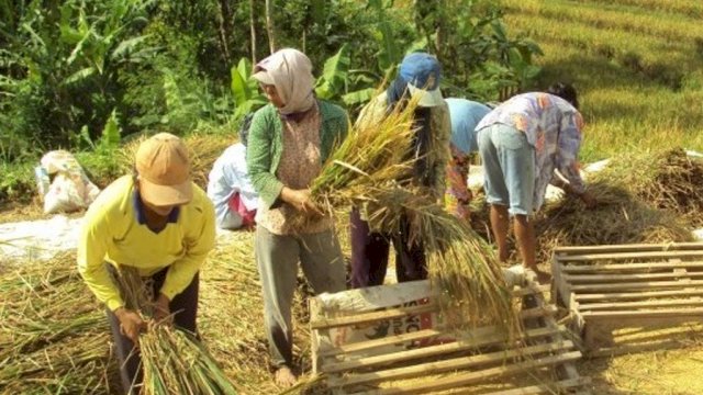 KTNA Apresiasi Keberhasilan Petani Indonesia Tingkatkan Produktivitas Padi.