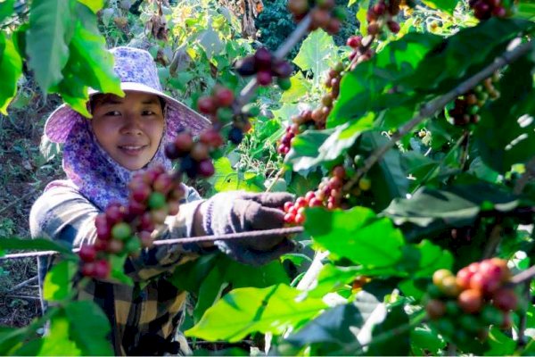 Sinergi Dorong Kopi Indonesia Ungguli Kopi Dunia