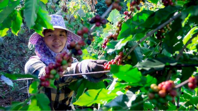 Sinergi Dorong Kopi Indonesia Ungguli Kopi Dunia.(F-INT)