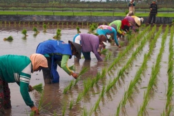 Komisi IV Dorong Penambahan Anggaran di Kementan