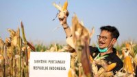Hasil Riset: Benih Unggul dan Pupuk Dongkrak Produktivitas Padi &#8211; Jagung
