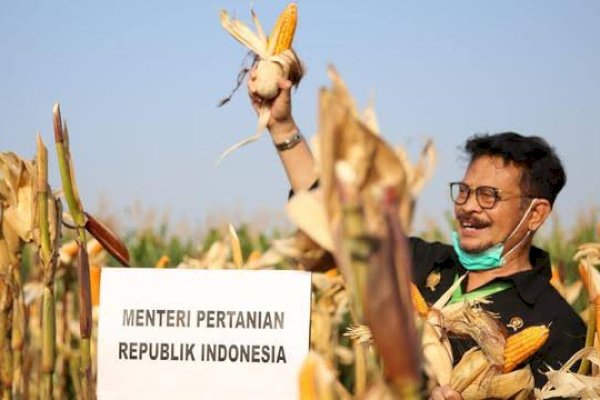 Hasil Riset: Benih Unggul dan Pupuk Dongkrak Produktivitas Padi &#8211; Jagung