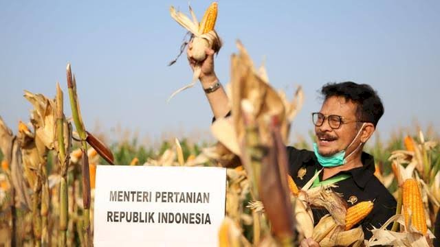 Hasil Riset: Benih Unggul dan Pupuk Dongkrak Produktivitas Padi &#8211; Jagung