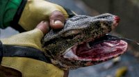 Sadis, 4 Orang Warga Perkosa Biawak Secara Beramai-Ramai di Hutan
