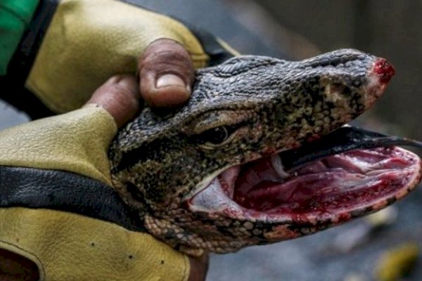 Sadis, 4 Orang Warga Perkosa Biawak Secara Beramai-Ramai di Hutan