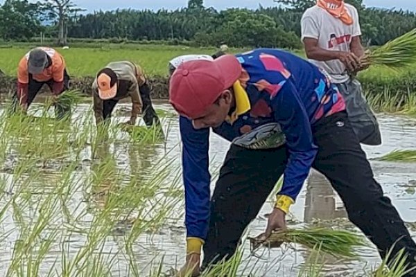 Hari Libur, Ketua DPRD Makassar Rudianto Lallo Tanam Padi Bersama Warga Lakkang