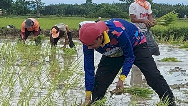 Hari Libur, Ketua DPRD Makassar Rudianto Lallo Tanam Padi Bersama Warga Lakkang