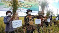 Ekonomi Sulsel Tumbuh, Gubernur: Alhamdulillah, Sektor Pertanian Berperan Besar