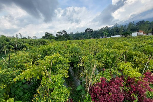 Stok Aneka Cabai Aman, Jawa Barat Siap Penuhi Kebutuhan HBKN