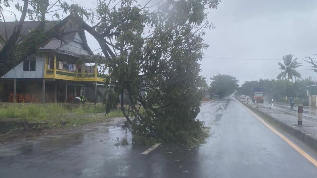 Angin kencang akibatkanBanyak pohon tumbang di jalan Poros Pangkep-Barru.