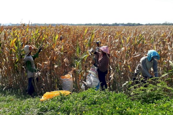 DPR Dukung Kementan Terkait Produksi Padi dan Jagung Yang Mulai Membuahkan Hasil