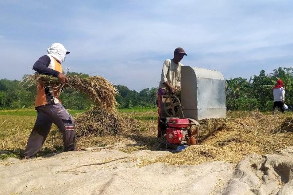 Harga Gabah dan Beras Turun, Kementan: Semua Harus Siaga