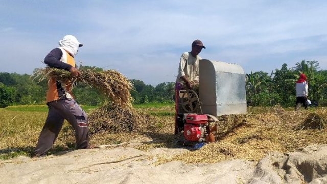 Harga Gabah dan Beras Turun, Kementan: Semua Harus Siaga.